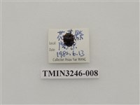 藏品(瓜茄瓢蟲)的圖片